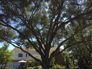 Tree Trimming and Pruning